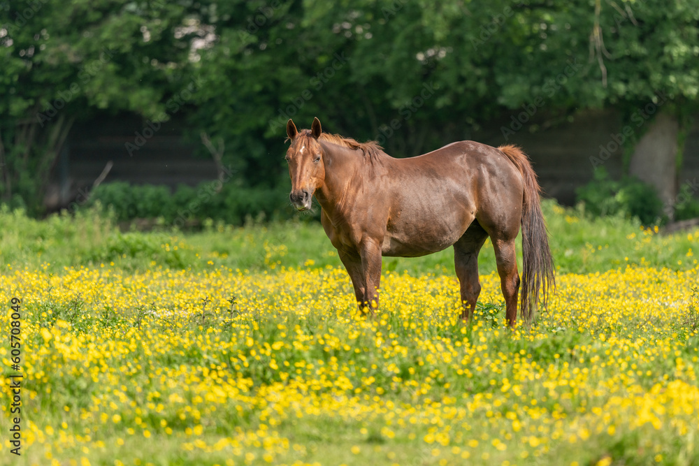 Horse in a green pasture filled with yellow buttercups. Horse in a green pasture filled with yellow buttercups.