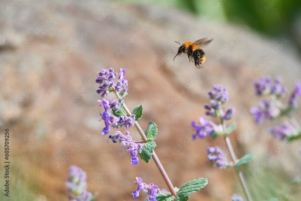 Katzenminze mit Ackerhummel (Bombus pascuorum) Katzenminze mit Ackerhummel (Bombus pascuorum)