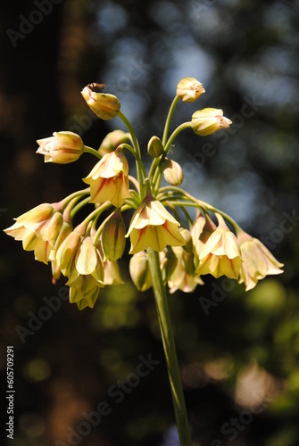 Close up of the flowers of honey garlic or Sicilian honey lily or Sicilian honey garlic or Mediterranean bells (Allium siculum or Nectaroscordum siculum) photo