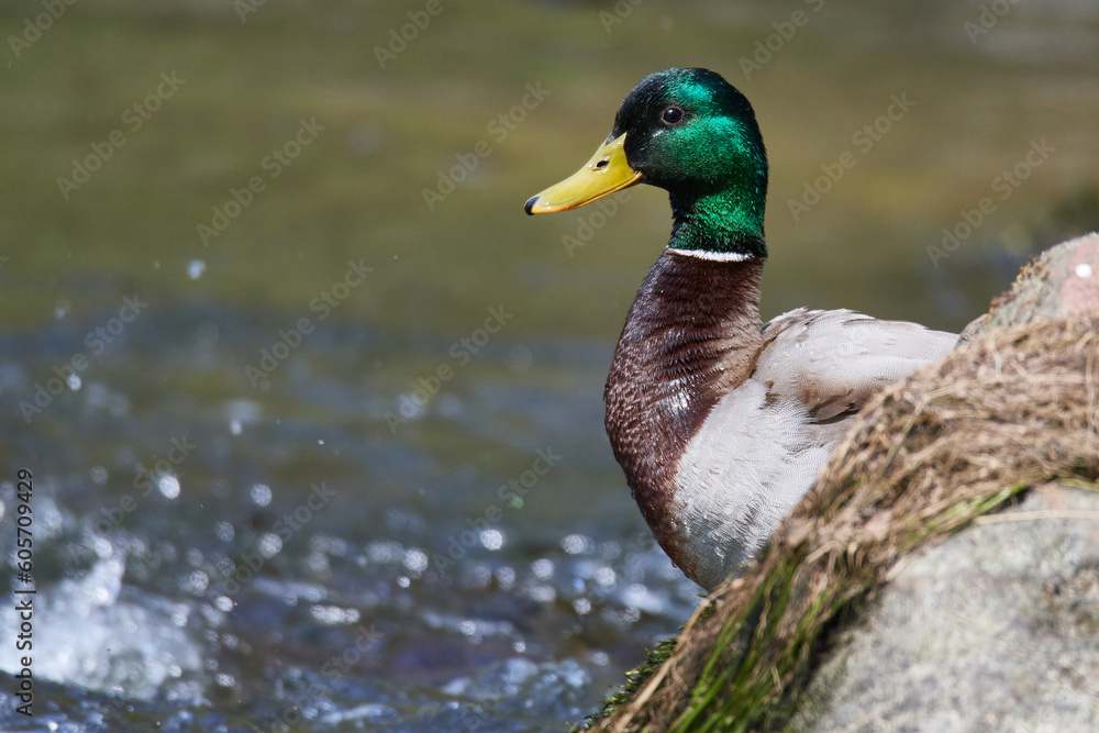Stockenten Erpel im Frühjahr Stockenten Erpel im Frühjahr