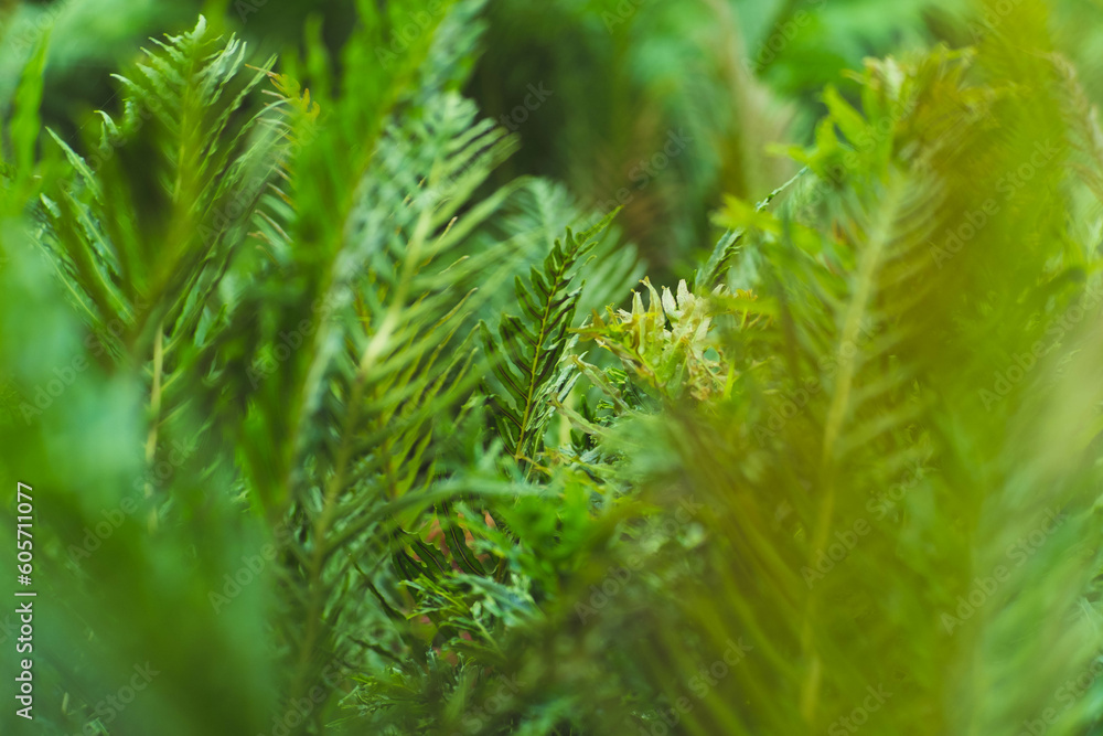 Natural green fern pattern. Fern leaf background. Close up of a fern in a greenhouse. Natural green fern pattern. Fern leaf background. Close up of a fern in a greenhouse.
