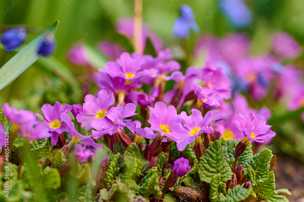 Obraz premium Spring flowers in the forest.