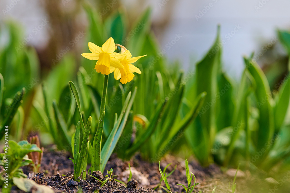 Obraz premium Spring flowers in the forest.