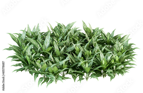 fresh green grass png images _   flower images _ tree images _ plant images _ fresh green grass  isolated on white background
