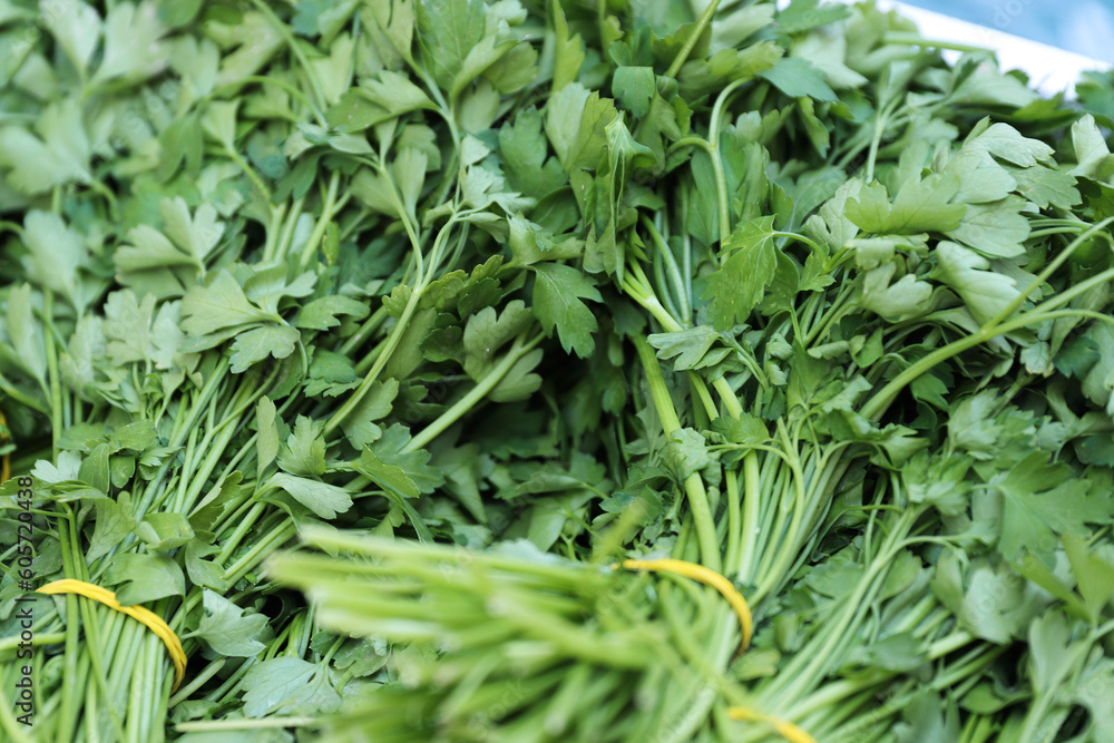 Close-up of bunches of green celery in a street food market. Sale of fresh herbs. Bunches of organic parsley tied with an elastic band. Fresh herbs on display at grocery store. Selective focus. Close-up of bunches of green celery in a street food market. Sale of fresh herbs. Bunches of organic parsley tied with an elastic band. Fresh herbs on display at grocery store. Selective focus.