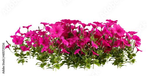 pink flowers png images _ flower images _ tree images _ plant images _ pink flower isolated on white background