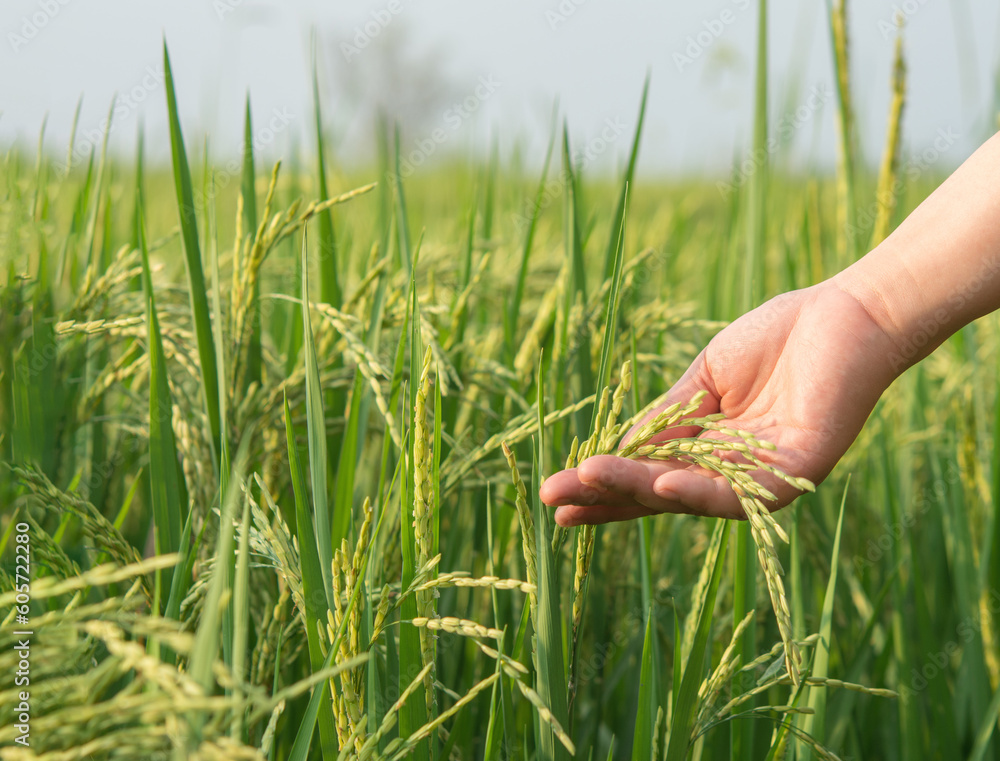 Obraz premium hand holding ear rice, green ear of paddy rice, jasmine rice.