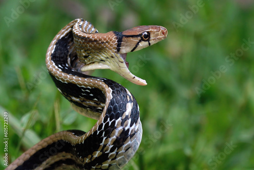 Copper-headed Trinket Snake ready to attack, (Coelognathus radiatus), closeup snake