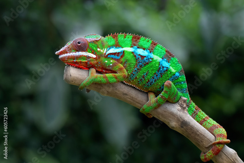 Beautiful of panther chameleon on wood, The panther chameleon on tree