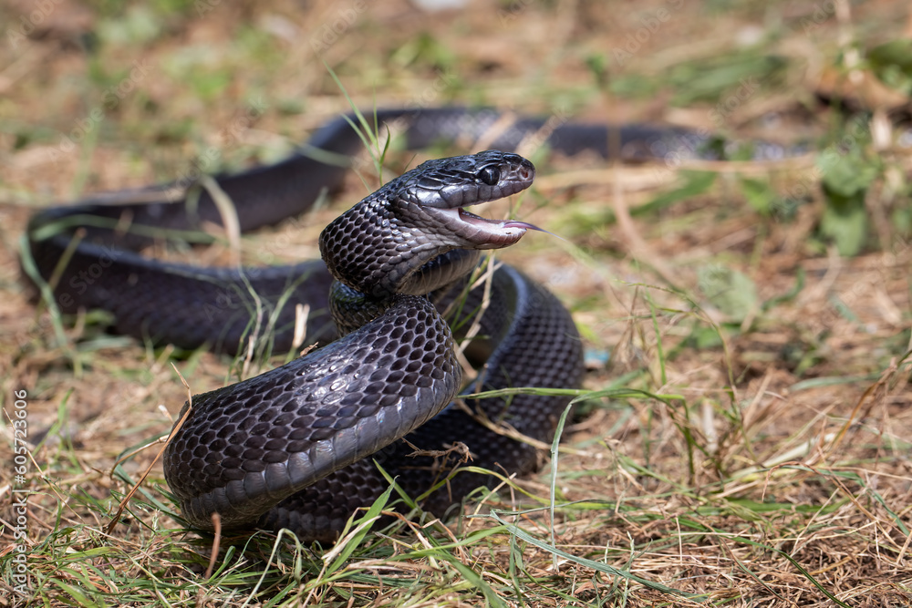 Boiga dendrophila gemmicincta ready to attack Boiga dendrophila gemmicincta ready to attack