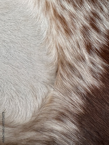 Animal hair close-up macro, texture