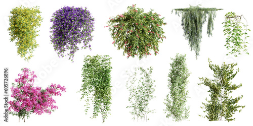 Fotografia Set of various creeper plants, vol