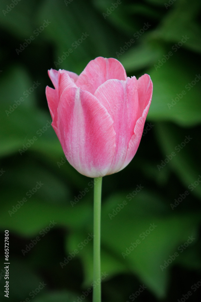 Fototapeta premium Tulip Time 2023-3