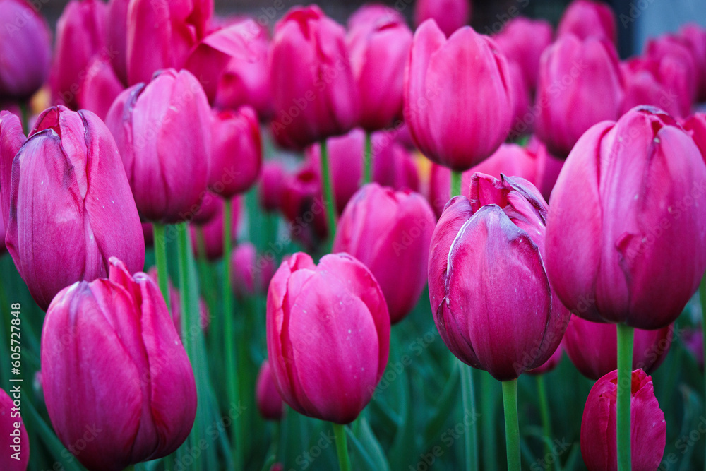 Fototapeta premium Tulip Time 2023-19