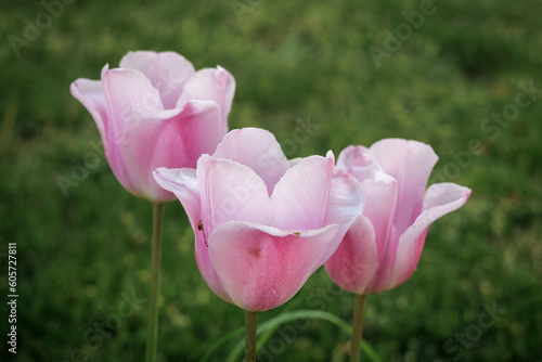 Wallpaper Mural Tulip Time 2023-26 Torontodigital.ca