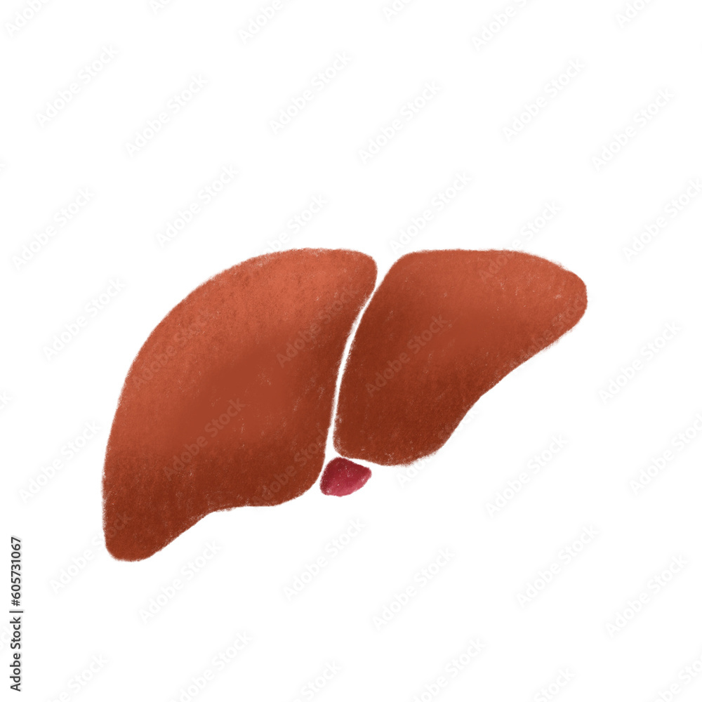 An isolated liver drawing by chalk or oil pastels. Concept of liver sticker, organ drawing and painting icon. Transparency. liver donation. Body part study, anatomy. An isolated liver drawing by chalk or oil pastels. Concept of liver sticker, organ drawing and painting icon. Transparency. liver donation. Body part study, anatomy.