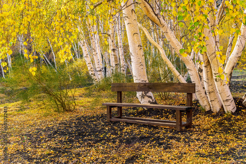 autumn landscape of a relaxation place in yellow forest with beautiful brown bench among birches ane yellow fall leaves