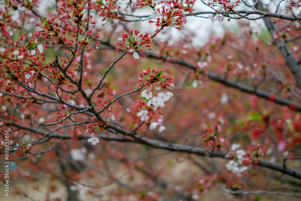 Spring tree with pink flowers. springtime background with pink blossom Spring tree with pink flowers. springtime background with pink blossom