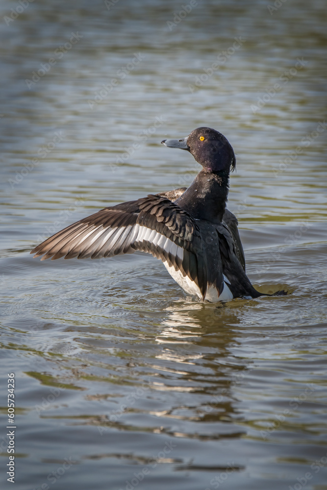Tufted duck spreading his wings