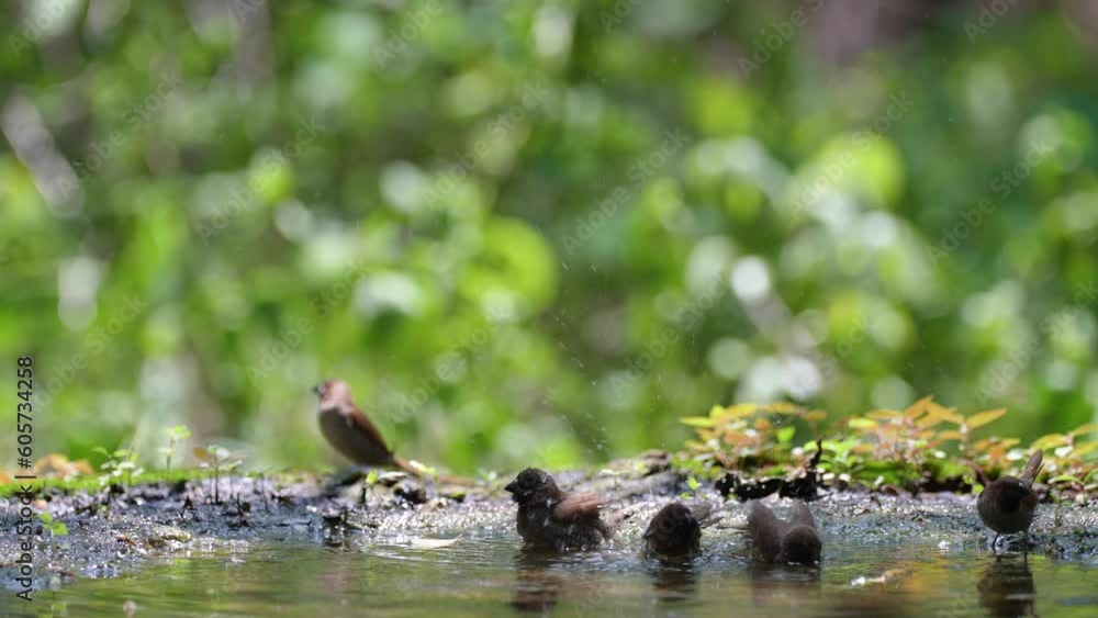 scaly-breasted munia or spotted munia bird drinking water in pond. scaly-breasted munia or spotted munia bird drinking water in pond.