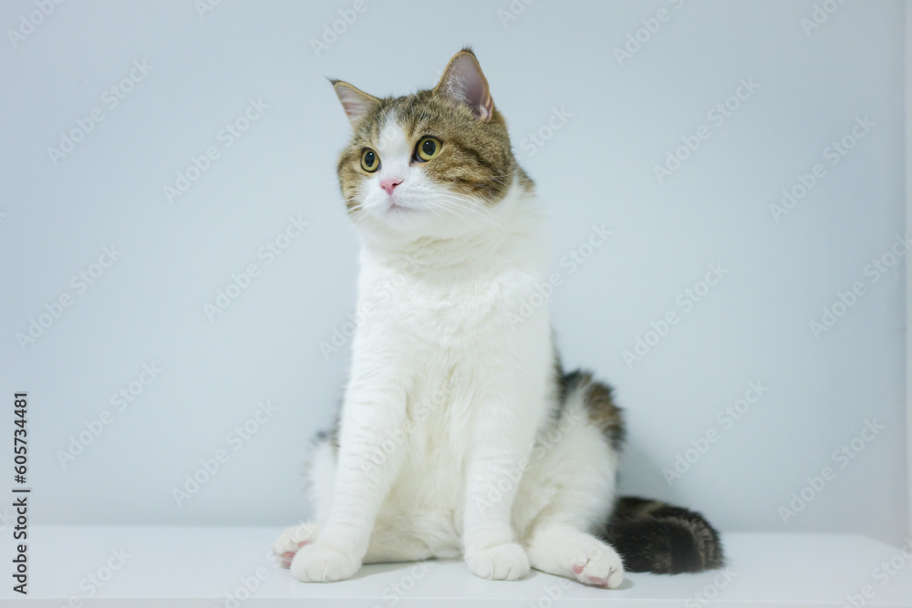 scottish tabby cat isit on table with white isolated background scottish tabby cat isit on table with white isolated background