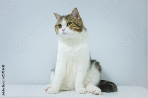scottish tabby cat isit on table with white isolated background