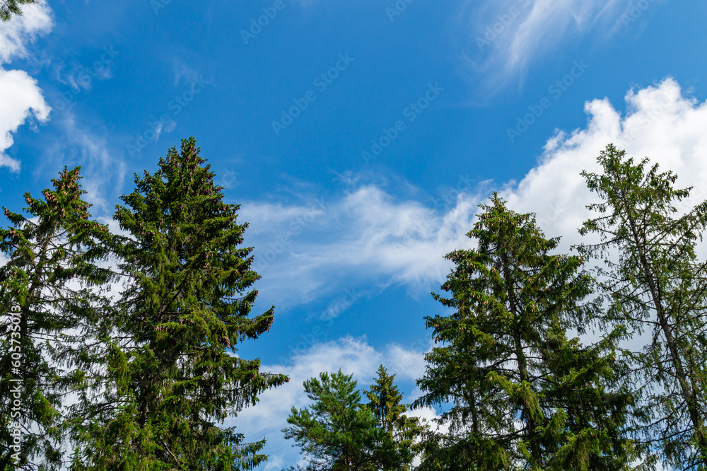 The blue sky with some clouds seen behind lush trees on a summer.