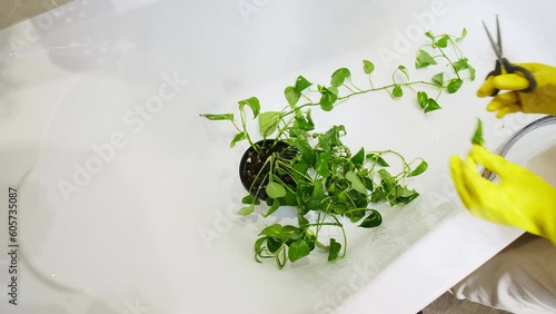 Wallpaper Mural The leaves of a houseplant that is suffering from insect pests are being trimmed by a woman. House plant Epipremnum aureum in a flower pot. Torontodigital.ca