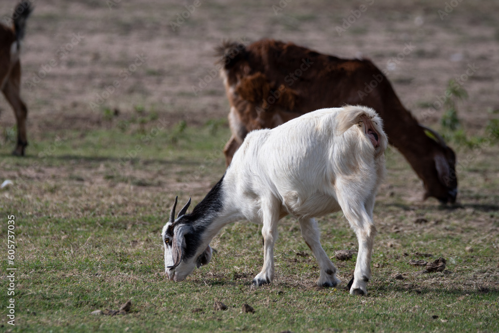 Two goats grazing in the wild landscape of the mountains of Córdoba, Argentina. Whole body. Two goats grazing in the wild landscape of the mountains of Córdoba, Argentina. Whole body.