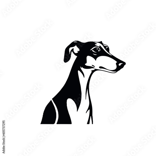 Spanish galgo, Greyhound black and white dog