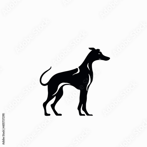Spanish galgo  Greyhound black and white dog