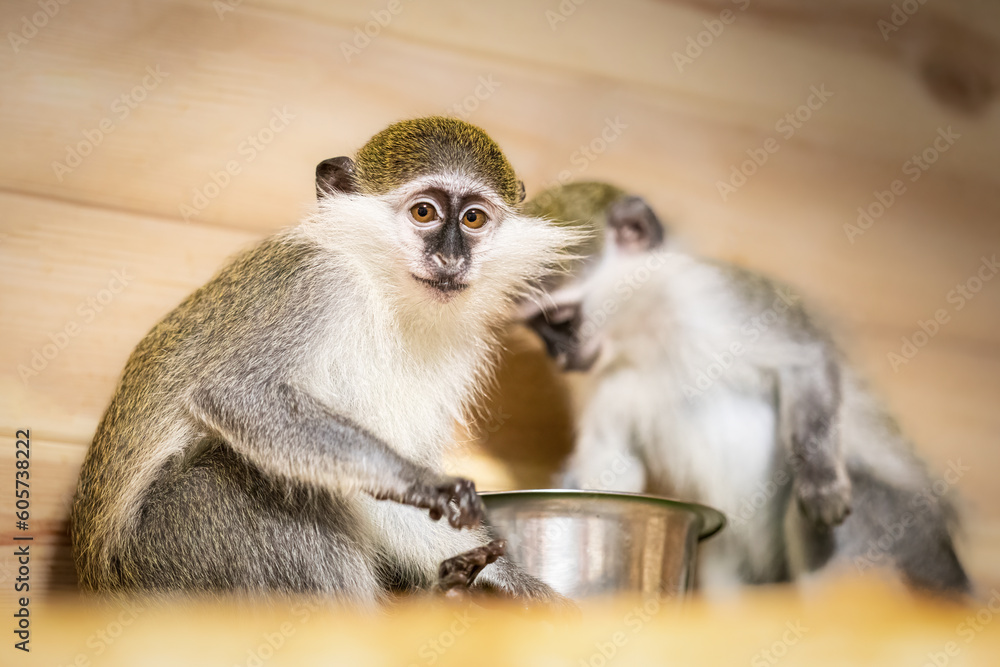 Two funny green monkeys eating fruits together in zoo