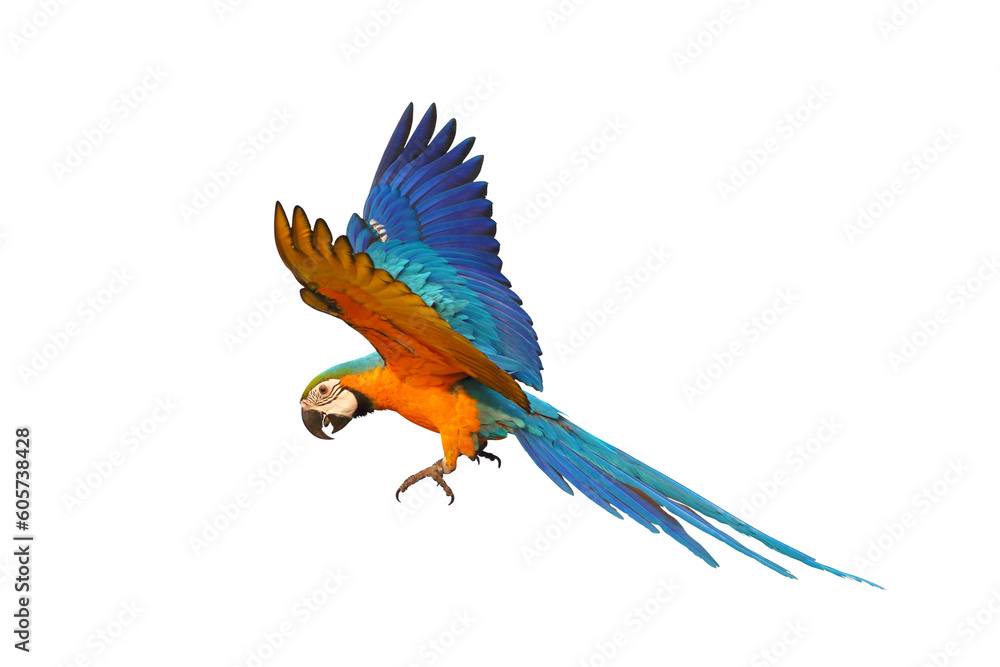 Colorful flying parrot isolated on transparent background png file