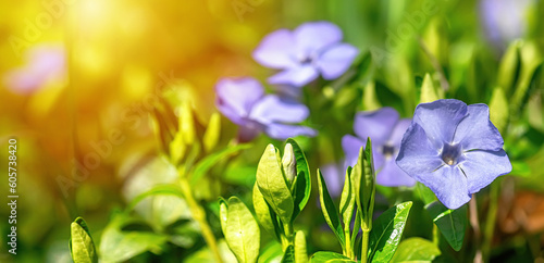 Neatly blooming blue periwinkle flowers, adding a touch of elegance to any meadow or garden landscape photo