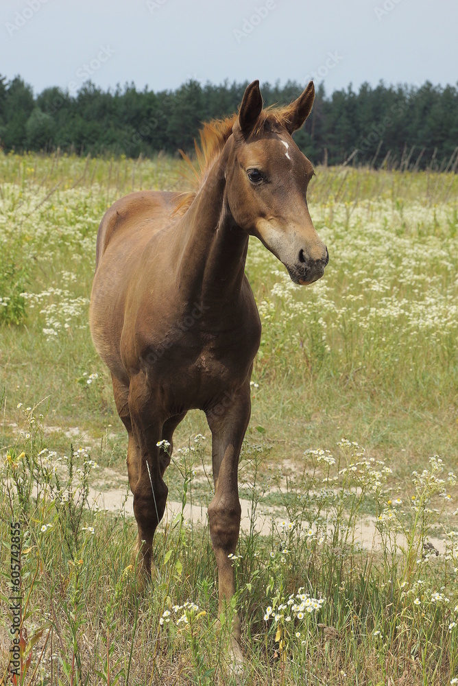 Fototapeta premium one little brown foal stands in green grass and vegetation outdoors in a summer meadow