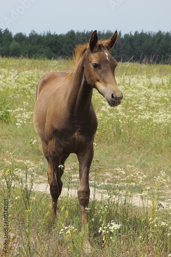 one little brown foal stands in green grass and vegetation outdoors in a summer meadow © butus