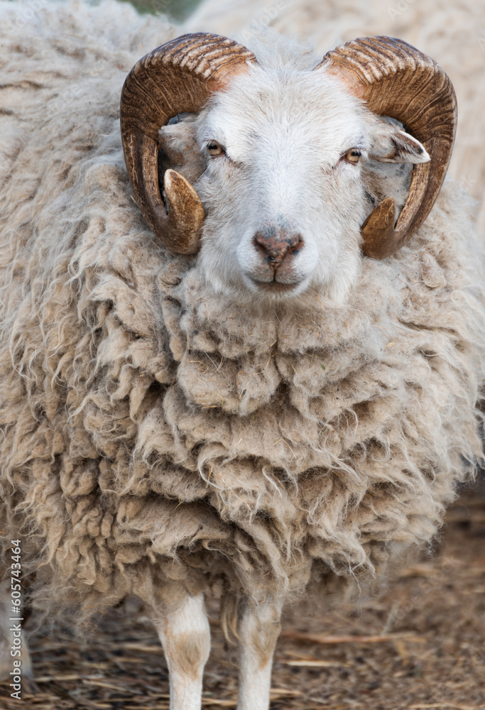 close up of a sheep close up of a sheep