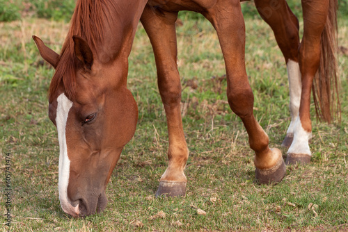 A horse with a shiny coat grazing in a meadow. © Mikołaj Rychter