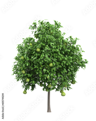 fruit tree png images _ tree images _ plant images _ small tree images _ fruit tree in isolated white back ground 