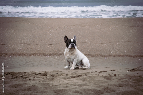 Fototapeta Naklejka Na Ścianę i Meble -  Portrait of a French bulldog by the beach on a very overcast day.