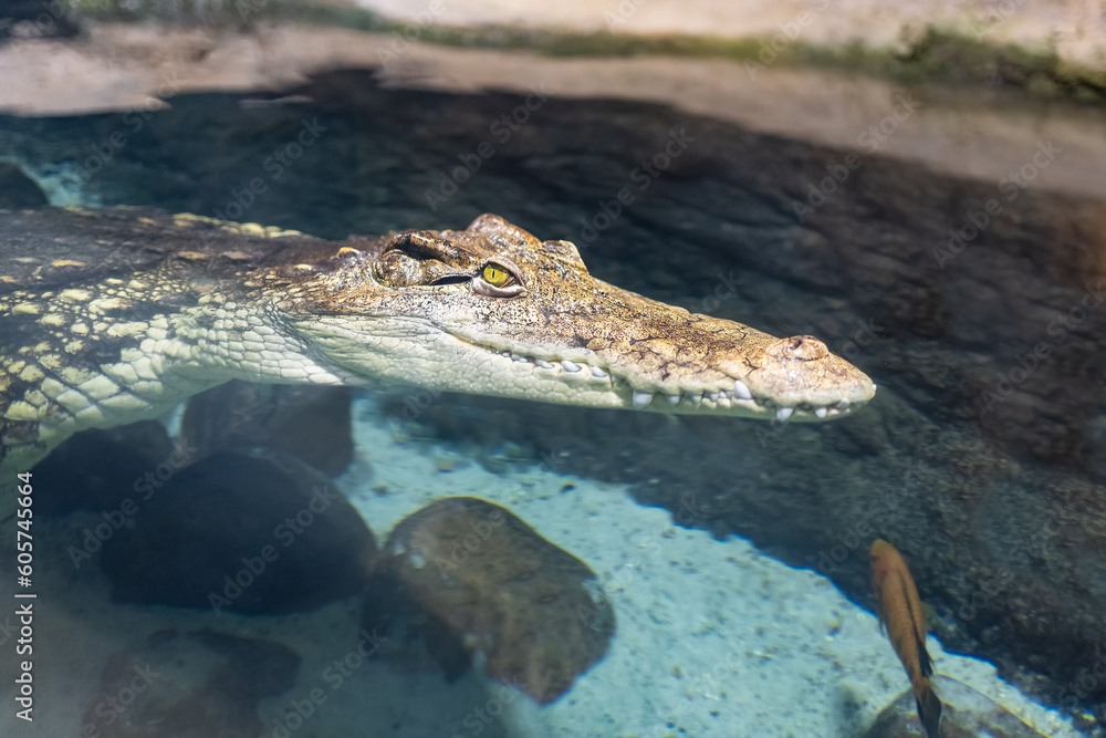 Crocodile swimming in an artificial pool of the aquarium where it is enclosed.