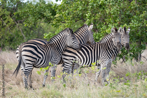 group of zebras in shrubland at Kruger park wild countryside  South Africa