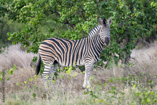  zebra in shrubland at Kruger park wild countryside  South Africa