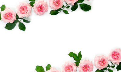 Pink flowers roses on a white background with space for text. Top view, flat lay