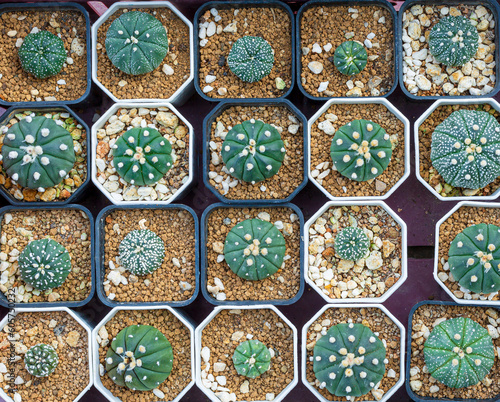 Top view of the cactus garden Small potted plants greenhouse plant nursery and stores. Top View. Cacti or cactus  desert plant in many type and shape with its needle as leaf. Variety cactus in pot and