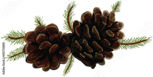 pine cones on white