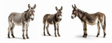 Group of Donkey animal isolated on white background, Generative AI