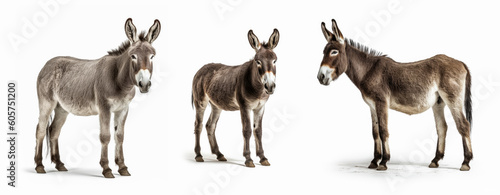 Group of Donkey animal isolated on white background, Generative AI