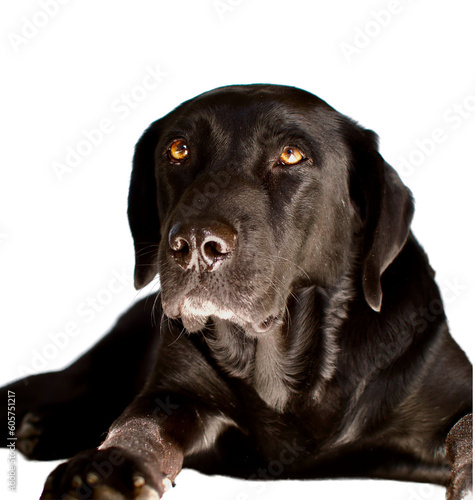 Portrait of a black labrador dog lying and looking at camera with confidence and love on a white background. The focus is on his eyes only.