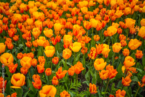 Red and orange tulip field like nature background in Prague  Czech republic